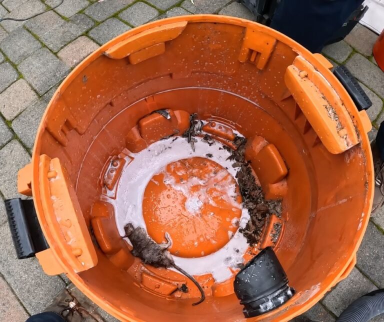 Rat found inside a rodent station during a service check