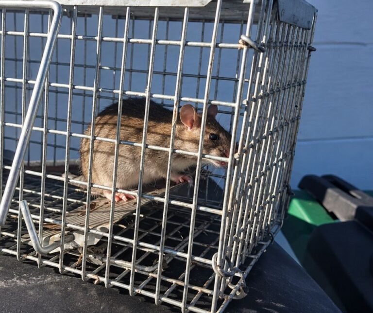 Rat caught in a cage trap outside a Florida home