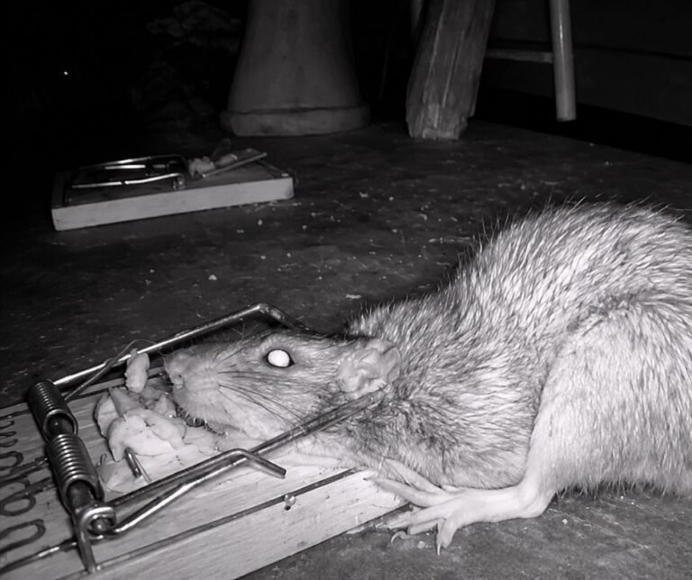 Night camera photo of a rat approaching a baited snap trap