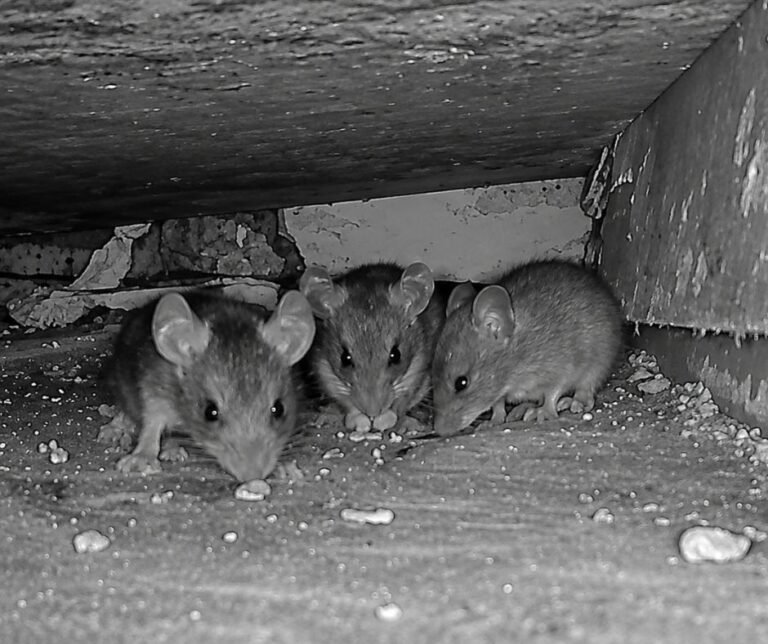 Three mice caught on camera under a cabinet