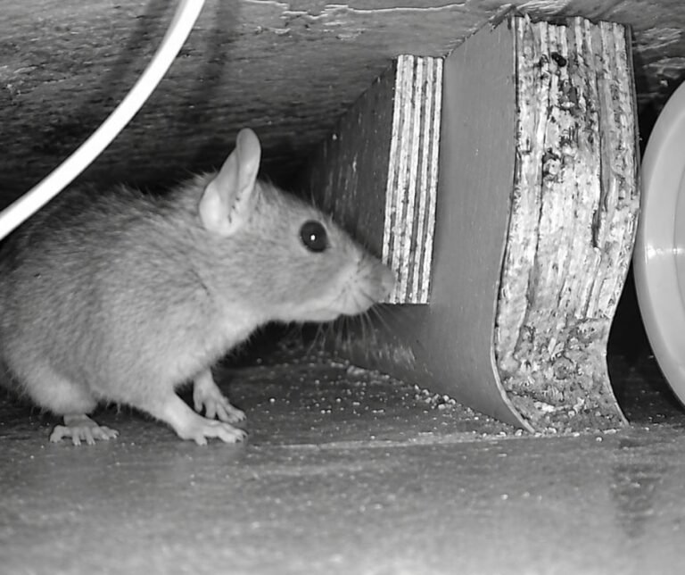 Mouse moving along a cabinet base