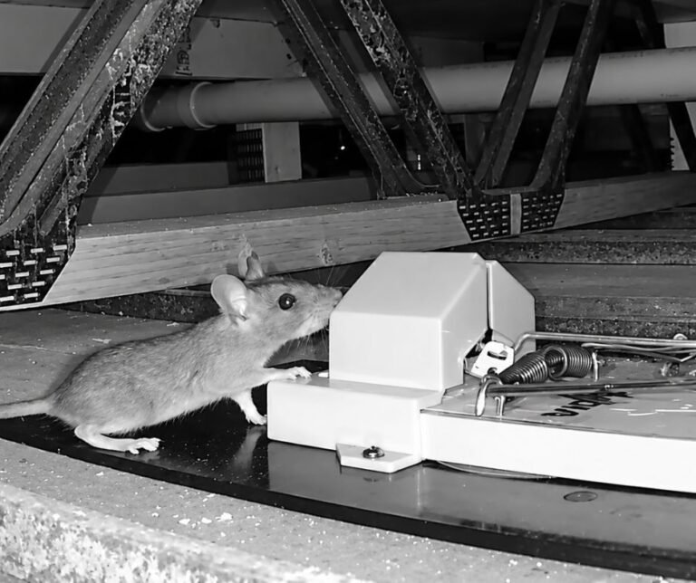 Mouse approaching a trap station near roof trusses