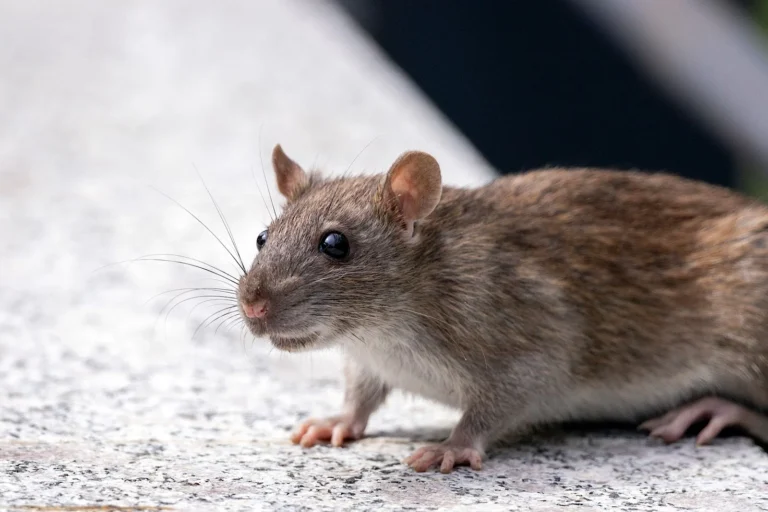 Rodent Exterminator