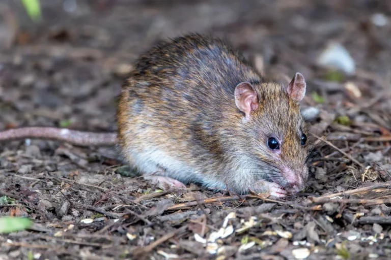 Rodent Removal