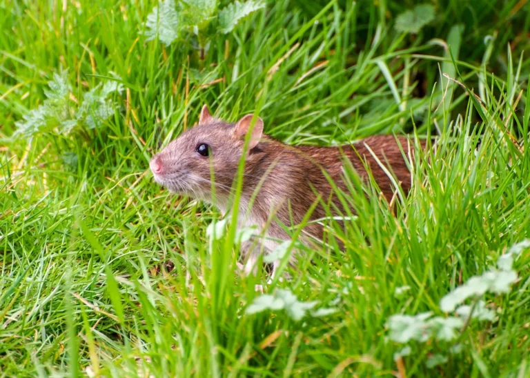 Rodent Removal