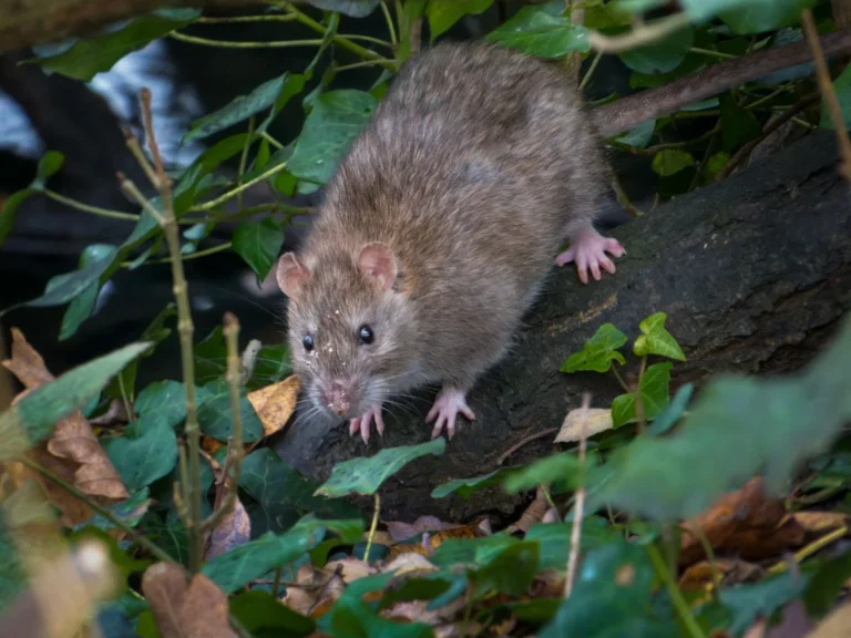Rodent Exterminator