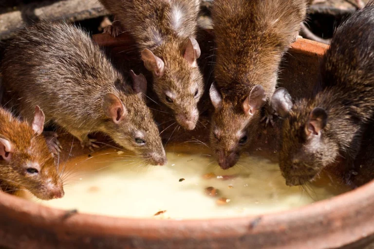 Rodent Exterminator