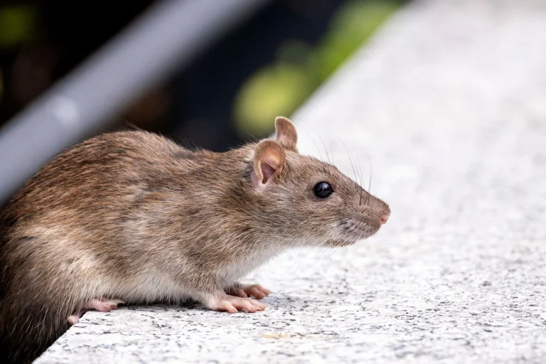 Florida Rodent Control Pros technicians