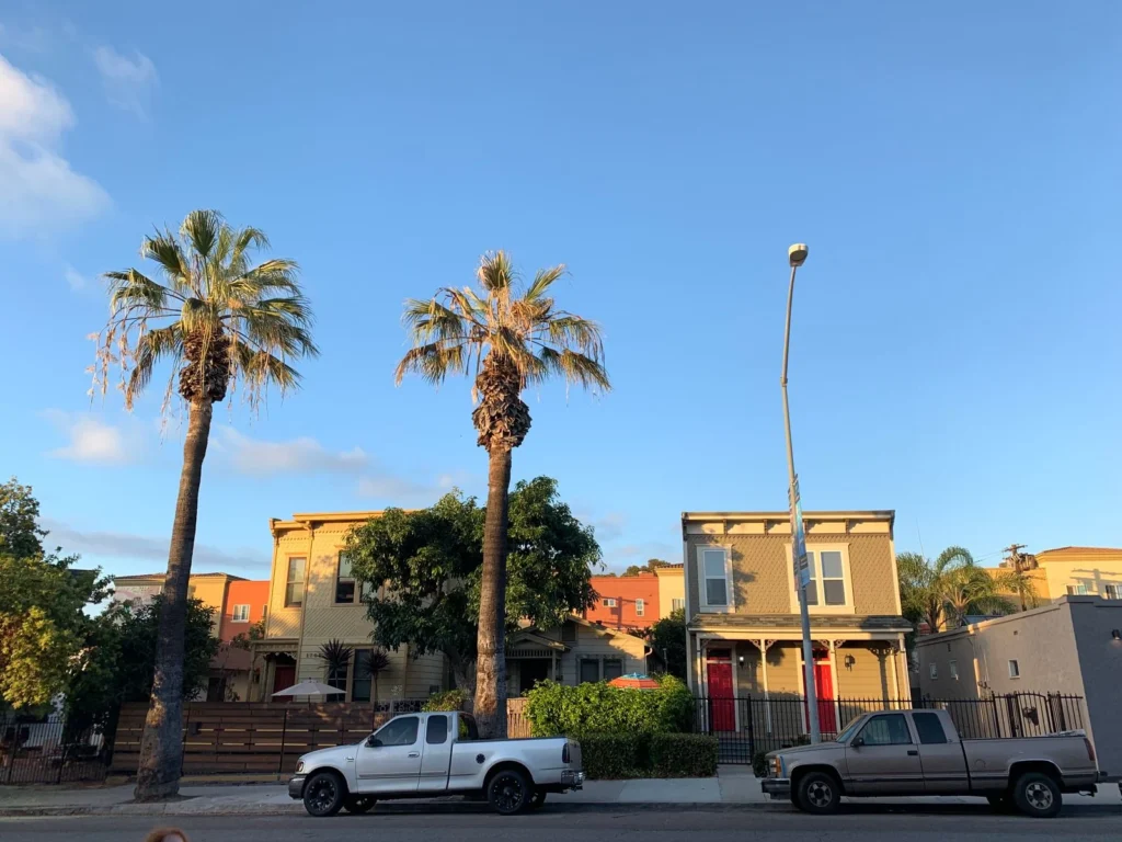 Palm trees near homes