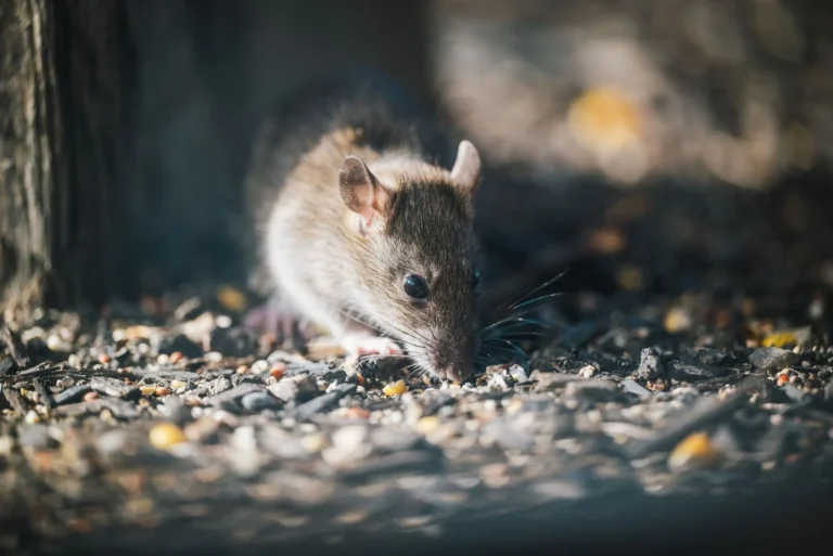 Dead Rodent Removal