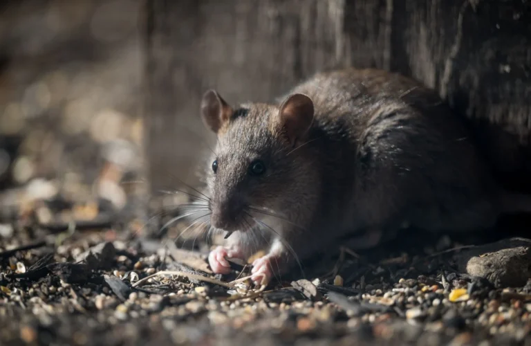 Dead Rodent Removal