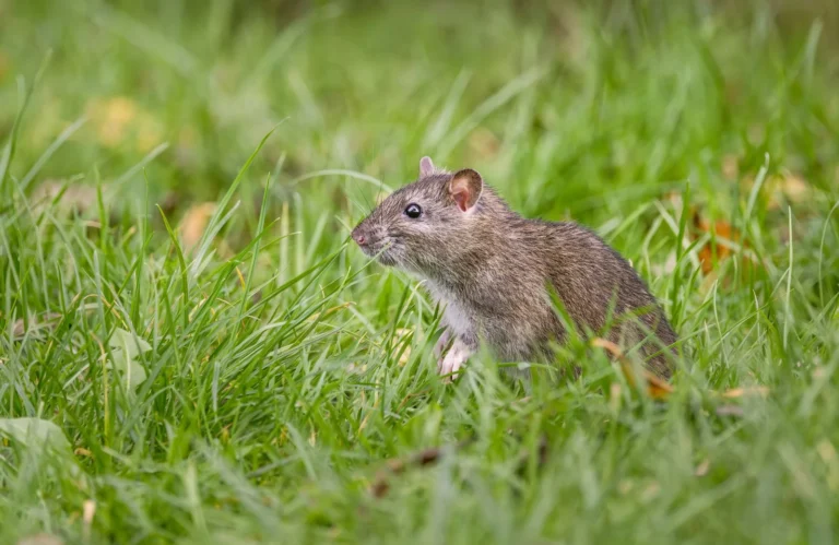 Rodent Exterminator