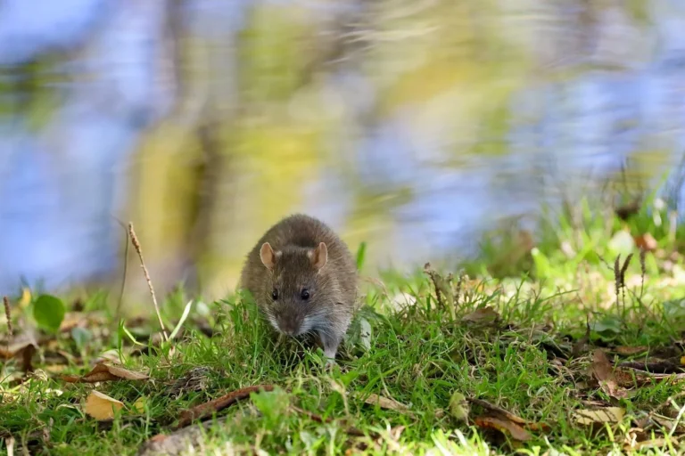 Florida Rodent Control Pros technicians