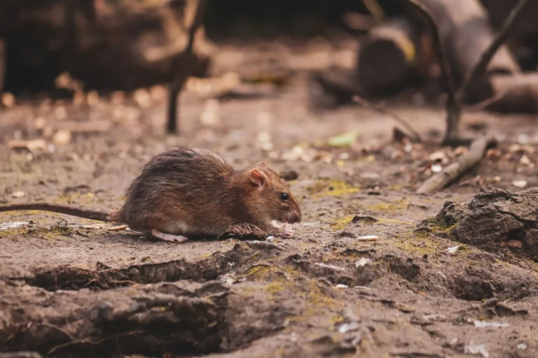 Dead Rodent Removal