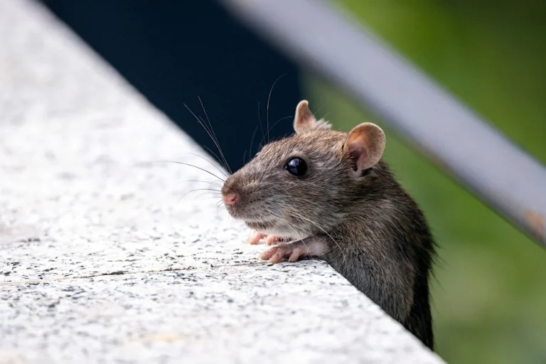 Rodent Removal