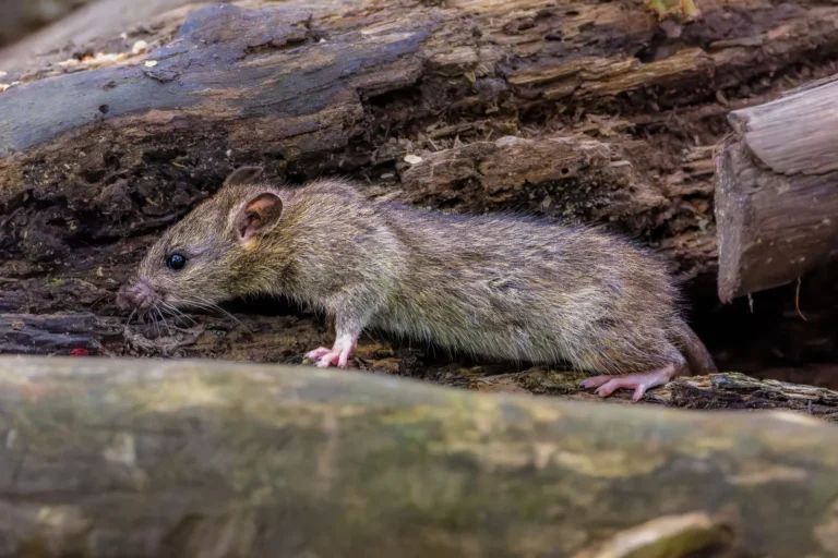 Rodent Removal