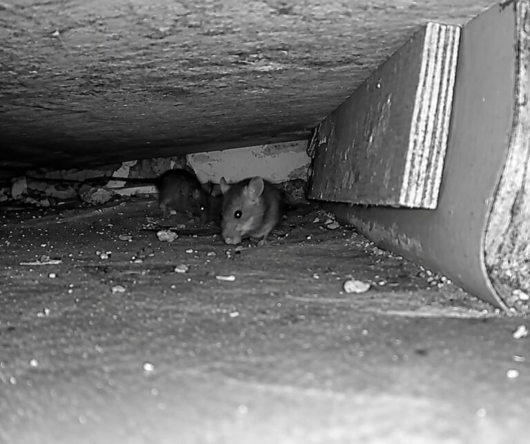 Two mice under a cabinet, a sign of active activity