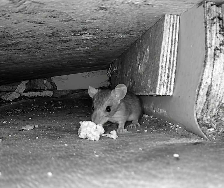 Mouse feeding on crumbs under a cabinet
