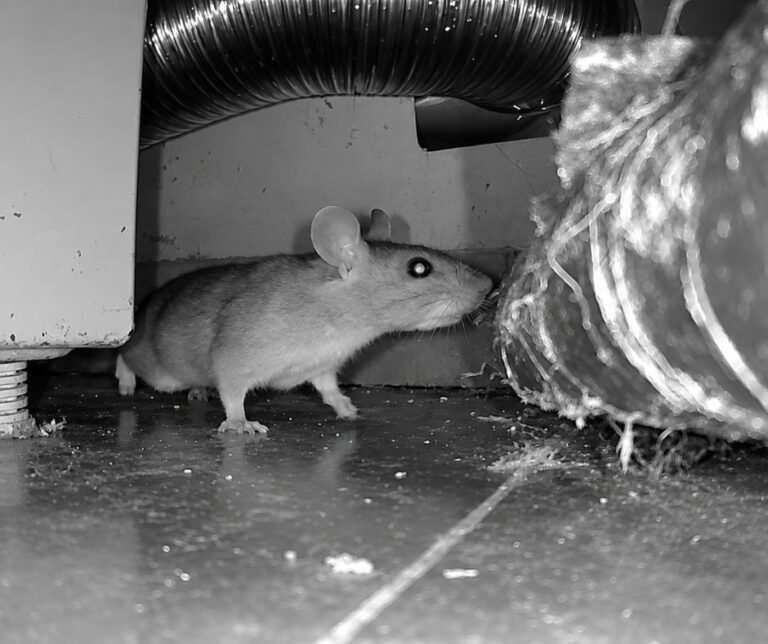 Mouse beside a dryer vent duct